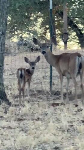 Deer pair spotted in dry summer grassland, El Dorado Hills