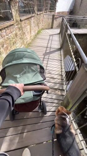Person with baby stroller and corgi crosses bridge in Meisenheim