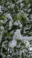 Spring blooms frame modern Izhevsk cityscape in 18 memories