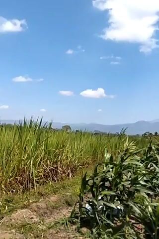 The video shows a cornfield with a mountain in the background under a blue sky with white clouds. The camera is moving forward through the cornfield, with the stalks of corn on either side. The corn stalks are green and appear to be tall. The mountain in the background is hazy and appears to be covered in greenery. The sky is clear and blue with a few fluffy white clouds.