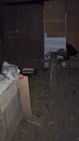 A chicken with gray and white feathers is perched on the edge of a wooden structure, its head lowered. In the background, several other chickens are gathered, some appearing to be roosting. The environment seems to be an enclosed space, possibly a coop, with dirt or straw covering the ground. The lighting is dim.