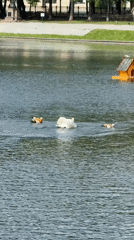 Moscow morning scenes: swan-duck encounters, monuments, illuminated buildings documented
