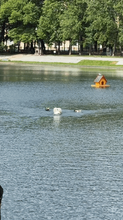 Moscow morning scenes: swan-duck encounters, monuments, illuminated buildings documented