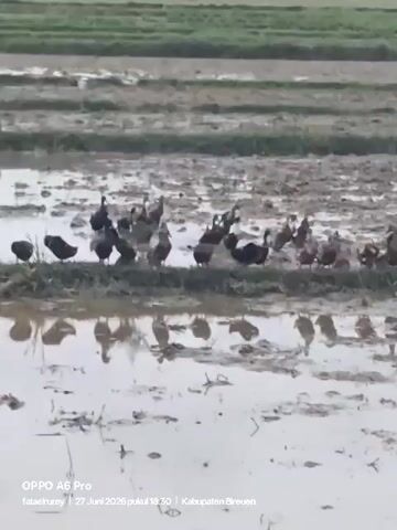This is a blurry, horizontal video of a flock of ducks in a muddy rice paddy. The ducks are mostly dark-colored, with some lighter ones interspersed. They are gathered along the edge of a dry strip of land, and some are also in the shallow water. In the background, there are more rows of rice paddies, some green and some muddy. There are trees in the distance. The video is timestamped "27 Juni 2026 pukul 18.30 | Kabupaten Breuen".