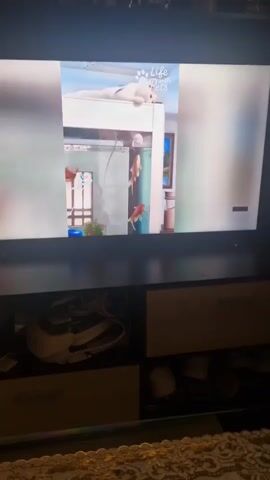 The video shows a television screen displaying a scene from "Life with Pets." A white cat is lying on top of a tall, white structure, possibly an aquarium stand. Below the cat, two goldfish are swimming in a clear tank. A person, dressed in a dark shirt and jeans, is visible in the background, standing to the left of the aquarium. The television is placed on a dark entertainment unit. In the foreground, below the television, the top of a couch or sofa is visible, covered with a patterned fabric.