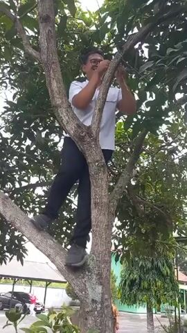 A man wearing a white shirt and black pants is climbing a tree. He is standing on a branch and reaching up with both hands, possibly to tie something or adjust an object. The tree has large green leaves and the man is positioned in the center of the frame. In the background, there are other trees, a building, and a car. The weather appears to be cloudy.