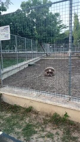This is a video of two tortoises inside a fenced enclosure. The enclosure is made of concrete and dirt. There is a large tortoise and a smaller tortoise inside. The tortoises are moving around and interacting with each other. There is a sign on the fence that is unreadable.