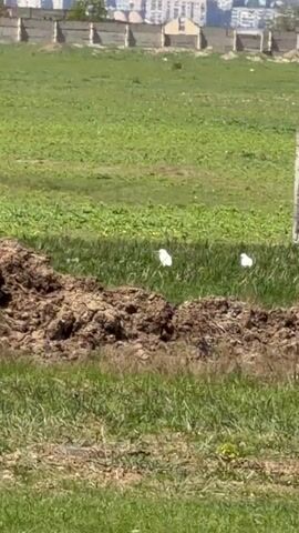 The video shows a green field with two white birds standing in it. In the foreground there is a pile of dark dirt. Behind the field is a low wall, and further behind that, buildings can be seen. The video appears to be taken on a sunny day. A concrete pole stands in the middle of the frame.