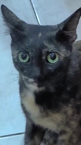 The video shows a close-up shot of a tortoiseshell cat with green eyes looking directly at the camera. The cat has black, brown, and tan patches on its fur and a white patch on its chest. The background appears to be a tiled floor. The cat blinks its eyes and its ears twitch slightly throughout the short clip.