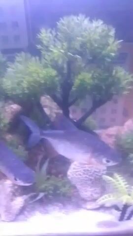 This media file captures an underwater scene within an aquarium. The primary subject is a large, dark-colored fish with striking orange and white markings, swimming prominently in the center of the frame. Its tail fin is clearly visible, fanned out as it moves. Smaller fish, including a bright red one and a striped one, are also present and can be seen swimming amongst artificial greenery. The aquarium's bottom is covered in light-colored gravel, with several plastic plants and some rocky decorations providing an environment for the fish. A small, colorful, possibly toy, amphibian is also visible on the gravel. In the background, a calendar is partially visible, suggesting an indoor setting. The lighting appears to be artificial, casting a blue-toned light over the scene. The overall atmosphere is calm, showcasing the aquatic life within its contained environment. No specific time of day, weather, or emotions are discernible. The visible text on the calendar is not clear enough to be read. The location context provided is Lancok, Indonesia.