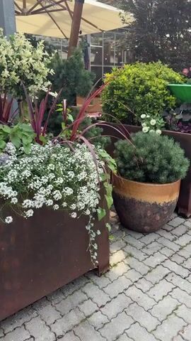 The video shows a close-up shot of a garden display with various plants in rustic metal planters. The scene is outdoors, likely in a nursery or garden center, with a large umbrella and glass structures visible in the background. The foreground features a dense arrangement of white flowers, possibly alyssum, cascading over the edge of a planter. Interspersed among them are taller plants with striking purple-red leaves, like Cordyline. A bright pink wheelbarrow, filled with pink hydrangeas, is tilted within the planters, adding a pop of color and a whimsical element. Other plants visible include variegated shrubs, small evergreen trees, and trailing vines. The overall impression is a lush and vibrant garden arrangement.