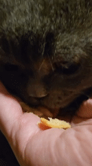 Gray cat hand-fed crackers and yellow food pieces