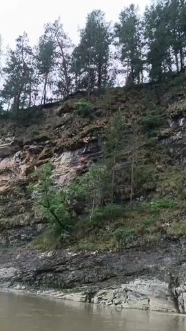 The video shows a river flowing alongside a steep, rocky cliff face. Pine trees grow along the top of the cliff, their branches reaching towards the overcast sky. The water is a murky brown, and the rocks are layered and weathered, showing evidence of erosion. The camera appears to be on a boat or raft, moving slowly down the river. The scene is natural and undeveloped, with no signs of human habitation or activity. The overall impression is one of wild, untamed nature.