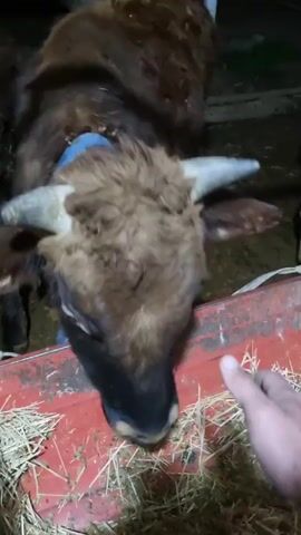 The scene features a dark brown cow with small horns, eating hay from a red feeder. A hand, presumably belonging to a person, gently pets the cow’s face and head. The cow is wearing a blue collar. The surrounding environment appears to be a barn or stable, dimly lit, with another cow visible in the background.