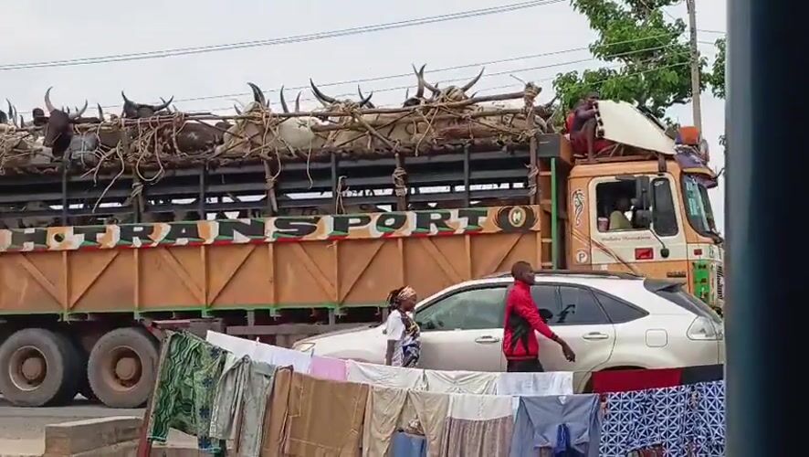 Heavy truck traffic through Jalingo streets captured from clothesline
