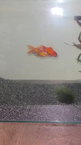 A video shows two goldfish swimming in an aquarium. The fish are orange and white, and they are swimming near some aquatic plants. The aquarium has a gravel substrate.