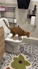 Tabby cat spotted sitting on toilet in Khimki bathroom