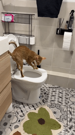 Tabby cat spotted sitting on toilet in Khimki bathroom