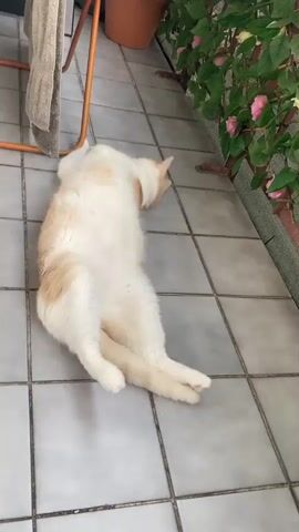 A white and orange cat is lying on its back on a tiled patio. The cat is relaxed, with its legs spread out and its head resting on the floor. The patio is tiled with gray square tiles. In the background, there is a clothes drying rack with a towel hanging on it, a potted plant with pink flowers, and a terracotta pot. The lighting suggests it is daytime. The cat appears comfortable and content. There is no visible text in the media file.