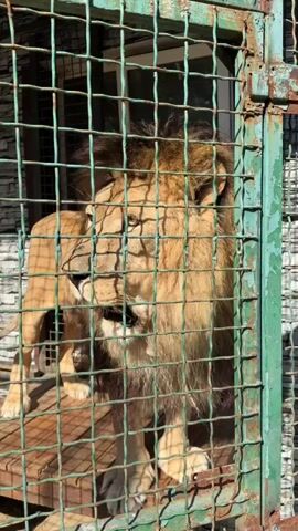 A lion with a mane stands in an enclosure. The enclosure is made of green metal bars. The lion is looking to the left of the frame. In the background, there is a stone wall and a building. The ground in the enclosure is made of wood planks.