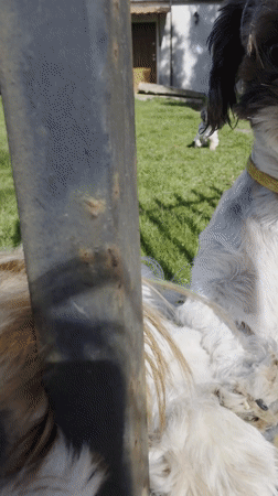 Three Shih Tzu dogs spotted behind fence in Wrocław
