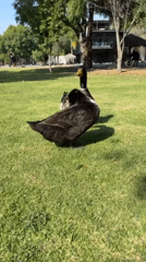 Evening waterfowl gathering documented at Puebla City parks