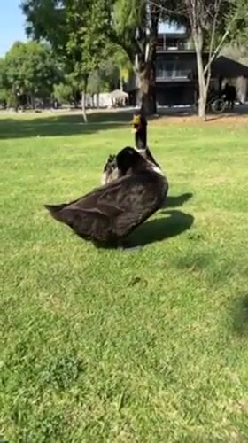Evening waterfowl gathering documented at Puebla City parks