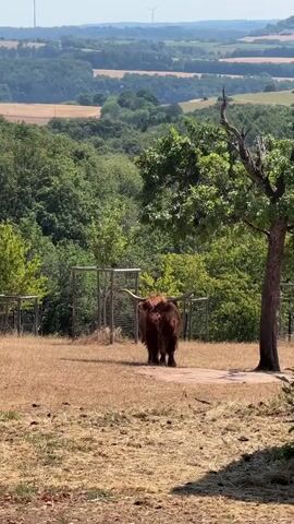 A shaggy, brown Highland cow stands facing the camera in a dry, grassy field. Behind the cow, several metal fences enclose an area. In the middle ground, dense green trees form a backdrop, and in the far distance, rolling hills covered in trees and fields can be seen under a bright, clear sky. A wind turbine is visible on the horizon. A bare, dead tree stands to the right of the cow. The sun is shining, casting shadows on the ground.