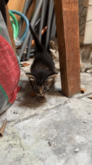 Kitten walks across concrete floor in Tibubeneng, Indonesia