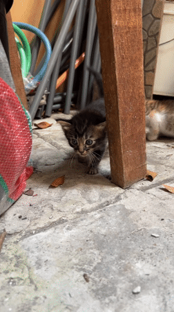 Kitten walks across concrete floor in Tibubeneng, Indonesia