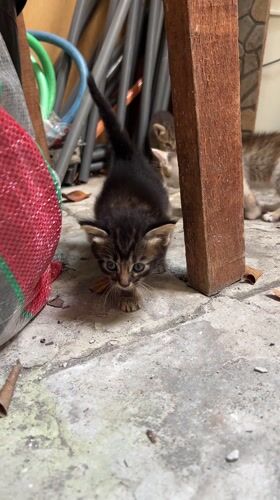 Kitten walks across concrete floor in Tibubeneng, Indonesia
