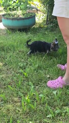 A small black dog with a blue ribbon on its collar rolls on its back in green grass, its legs in the air. A person wearing white shorts and pink Crocs stands nearby, partially visible in the frame. The environment appears to be a garden, with a large green planter in the background. The dog is actively playing in the grass.