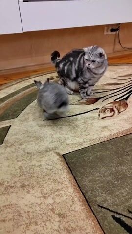 A short video shows a gray and white striped tabby cat and a gray rabbit interacting on a patterned rug. The cat is standing and then walks toward the rabbit. The rabbit is sitting still. The rug is patterned with circles, squares, and abstract designs in brown, beige, and green. In the background, there's a white cabinet and a wooden floor, with a power outlet and cable visible on the wall.