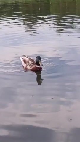 The video shows a mallard duck swimming in a body of water. The duck has brown and white plumage with a green head. It is reflected in the water. In the background, there are other mallard ducks swimming, and the edge of a wooded area is visible. The water appears calm with ripples. The lighting suggests it is daytime.