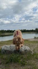 Dog explores quarry lake on cloudy morning in Poing