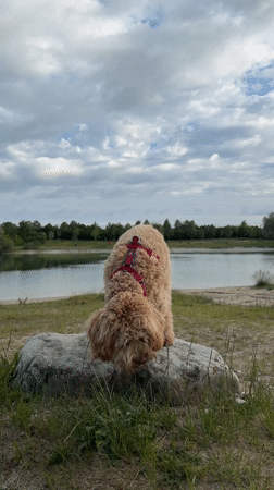 Dog explores quarry lake on cloudy morning in Poing