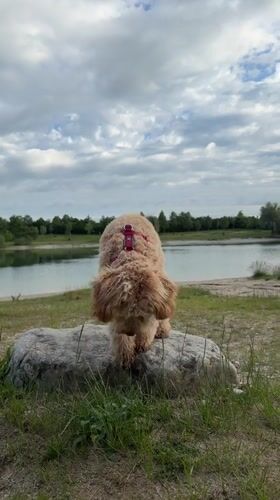 Dog explores quarry lake on cloudy morning in Poing