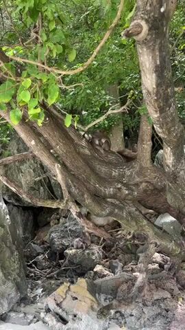 This is a close-up shot of two monkeys in a tree. The monkey on the right is grooming the monkey on the left, pulling at its fur with its hands. The monkeys are sitting on a thick, gnarled branch of a large tree. The background is filled with lush green foliage and other tree trunks. Rocks and debris are visible at the base of the tree. The lighting suggests it is daytime.