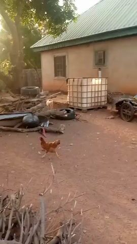 The video depicts a rustic outdoor scene, possibly a farm or rural residence. The ground is covered in reddish-brown dirt, with piles of chopped wood scattered in the foreground. Chickens roam freely around the yard.  In the middle ground, there are several tires, pieces of scrap metal, and concrete blocks. A large water tank sits near the side of a small house with a green roof. A person wearing a purple garment is visible in the background near some bags and building materials. The scene is bathed in natural light, with the sun filtering through the leaves of a large tree.