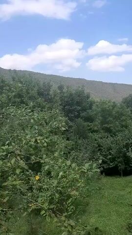 The video shows a view of a hilly, green landscape with trees and foliage in the foreground. The sky is partly cloudy with patches of blue. The camera is moving, giving a sense of panning or slight movement through the trees, revealing more of the distant hills and scattered greenery. No people or specific objects are clearly identifiable.
