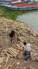 Men chop wood along riverbank in Bangladesh morning hours