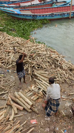 Men chop wood along riverbank in Bangladesh morning hours