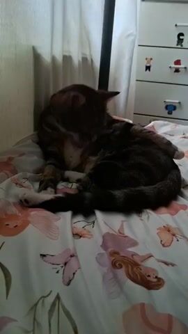 The video captures a tabby cat grooming itself on a bed. The cat is lying on its side, curled up with its tail wrapped around its body. Its fur is a mix of brown and black stripes, with white paws. The bed appears to be made with a floral-patterned duvet cover, featuring depictions of fairies and butterflies. In the background, a white dresser with several cartoon-like stickers is visible, along with a sheer white curtain, suggesting an indoor setting. The lighting is soft, possibly indicating daytime or a well-lit room. The cat's posture and focused grooming suggest a moment of calm and self-care. No visible text is present in the media file.