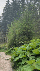 Dense forest trail thick with oversized green foliage