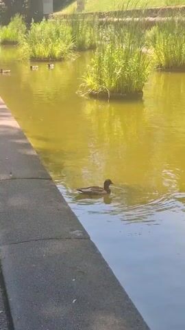 A medium shot shows a duck swimming in a pond. The pond water is murky and yellow-tinted. The duck is in the foreground, swimming from left to right. It is dark brown with some lighter brown and white markings. The duck is leaving a wake as it swims. In the background, there are several small islands of tall green reeds growing in the pond. To the left of the pond, there is a concrete edge and a paved walkway. Sunlight casts shadows on the walkway. There are other ducks visible in the distance on the pond. The overall environment appears to be a park or nature area. The video is shot from a slightly elevated angle.