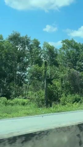 The video shows a view from a moving vehicle traveling along a paved road. On the right side of the road, there is a grassy area with scattered trees and bushes. The sky is bright blue with scattered white clouds. There are power lines visible in the distance. In the foreground, the edge of the road and a concrete barrier are visible. There are also some traffic markers. The trees on the right side vary in height and density, with some appearing taller and more slender, while others are broader and fuller. The vegetation is predominantly green. The overall impression is of a rural or suburban landscape on a clear day.