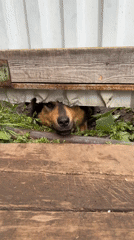 Dog peeks out from under a wooden structure in Siberia
