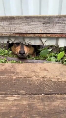A medium-sized dog with brown and black fur peeks its head out from under a wooden structure. The dog's mouth is open, revealing its pink gums and tongue. Green grass and dirt are visible around the dog's head. The background consists of the underside of the wooden structure and what appears to be a white metal surface. The dog moves its head slightly, and its mouth opens and closes.