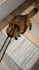 Cats at play and a quiet Kyiv residential afternoon