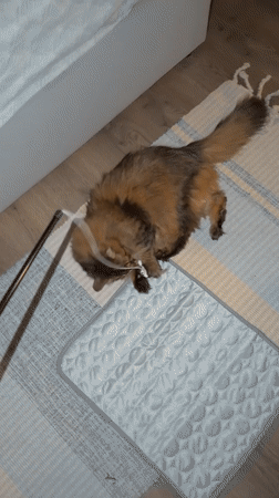 Cats at play and a quiet Kyiv residential afternoon